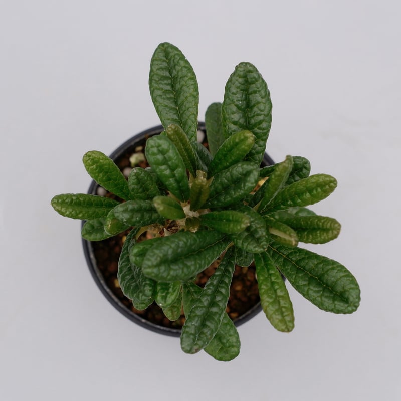 ドルステニア ギガス005 Dorstenia gigas | Sunny Branch