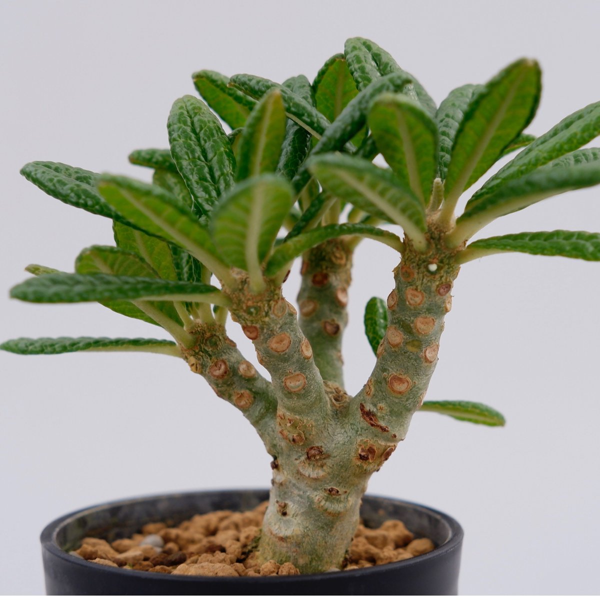 ドルステニア ギガス008 Dorstenia gigas | Sunny Branch ドルステニア ギガス008 Dorstenia gigas | Sunny Branch