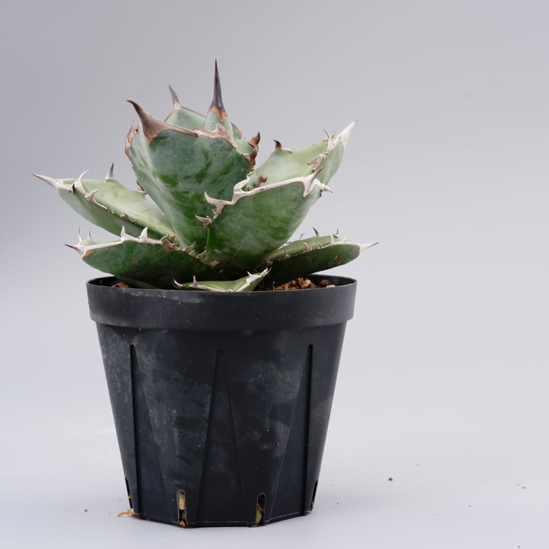 アガベ チタノタ ドワーフ 003 Agave titanota 'Dwarf' | Sunn