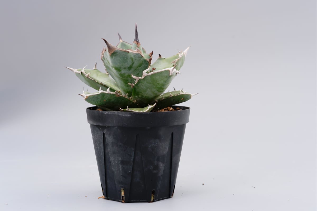 特価 agave titanota Neptune アガベ チタノタ Agave.titanota neptune | admire