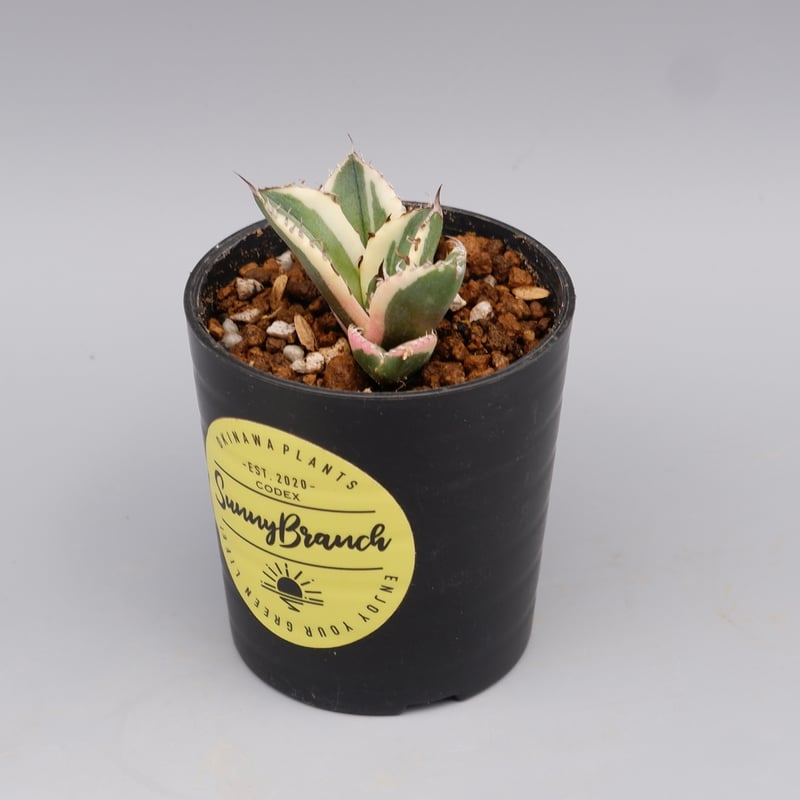 アガベ チタノタ スナグルトゥース Agave titanota Snaggle アガベ チタノタ スナグルトゥース Agave titanota Snaggle