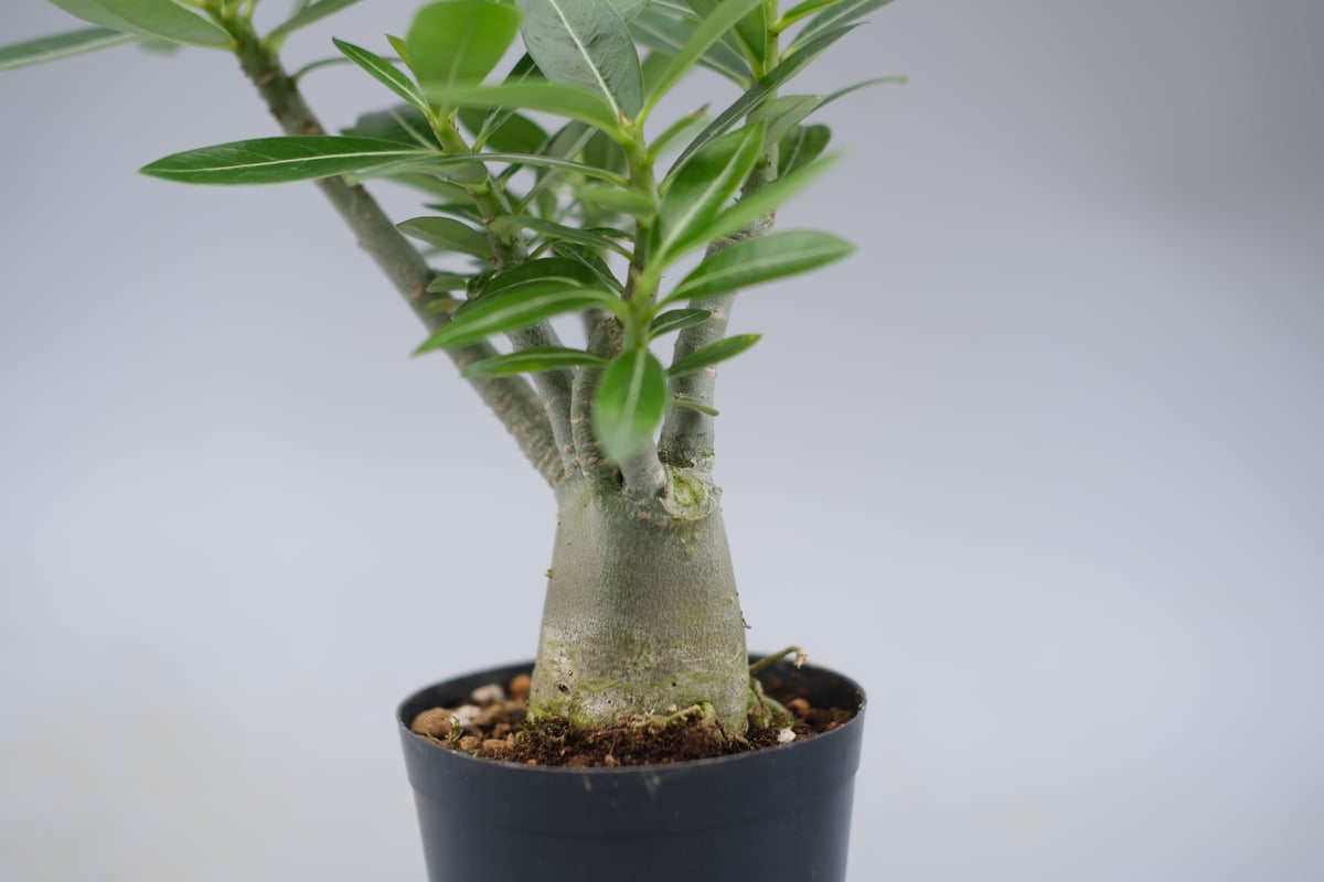アデニウム ソマレンセ 実生株 Adenium somalense 007 | Sunny B