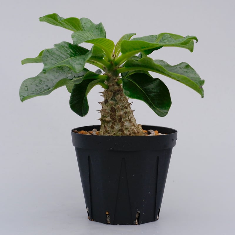 パキポディウム ウィンゾリー 003 Pachypodium windsorii | Sunn
