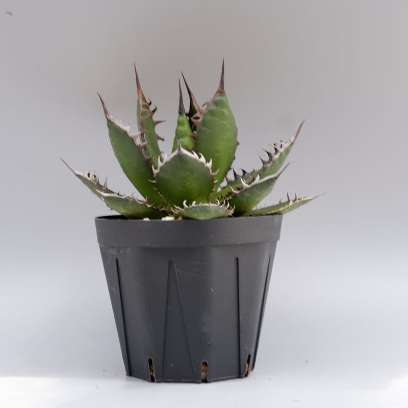 アガベ ホリダ 049 Agave horrida 強棘 | Sunny Branch