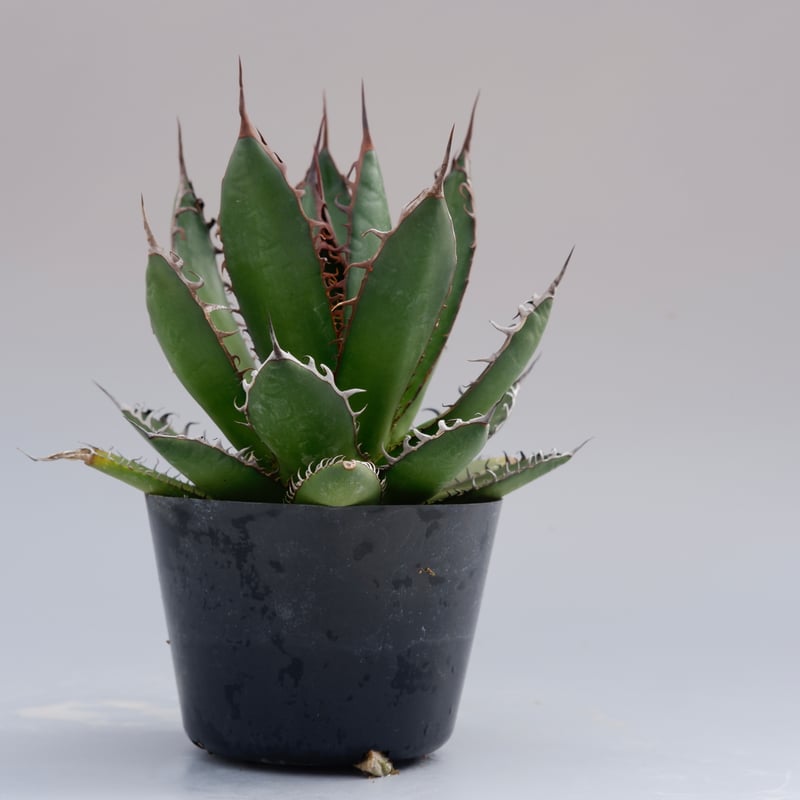 アガベ ホリダ 032 Agave horrida 強棘 | Sunny Branch