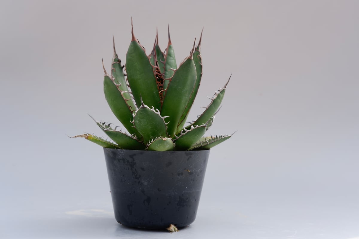 アガベ ホリダ 032 Agave horrida 強棘 | Sunny Branch