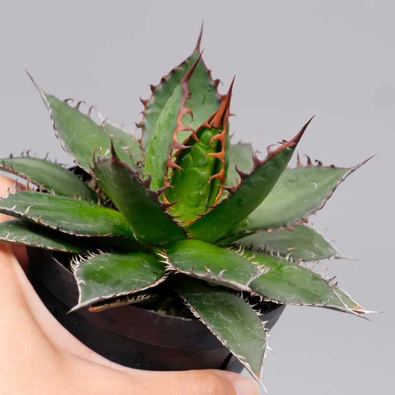 アガベ ホリダ 041 Agave horrida 強棘 | Sunny Branch