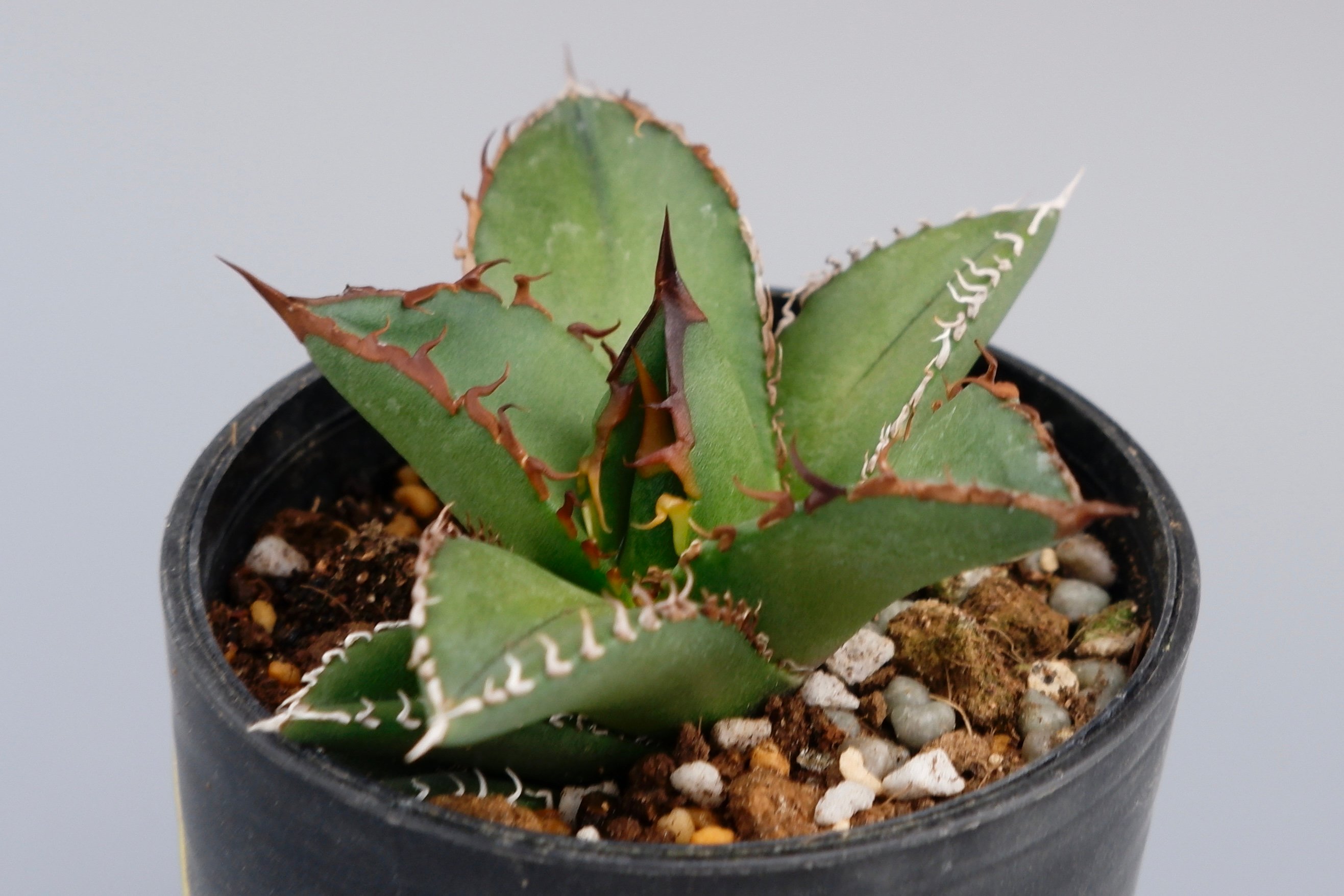 アガベ オテロイ 実生株 Agave oteroi seeding 073 | Sunny