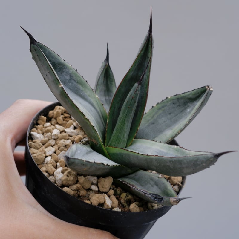 アガベ シャークバイト001 Agave Sharkbite | Sunny Branch