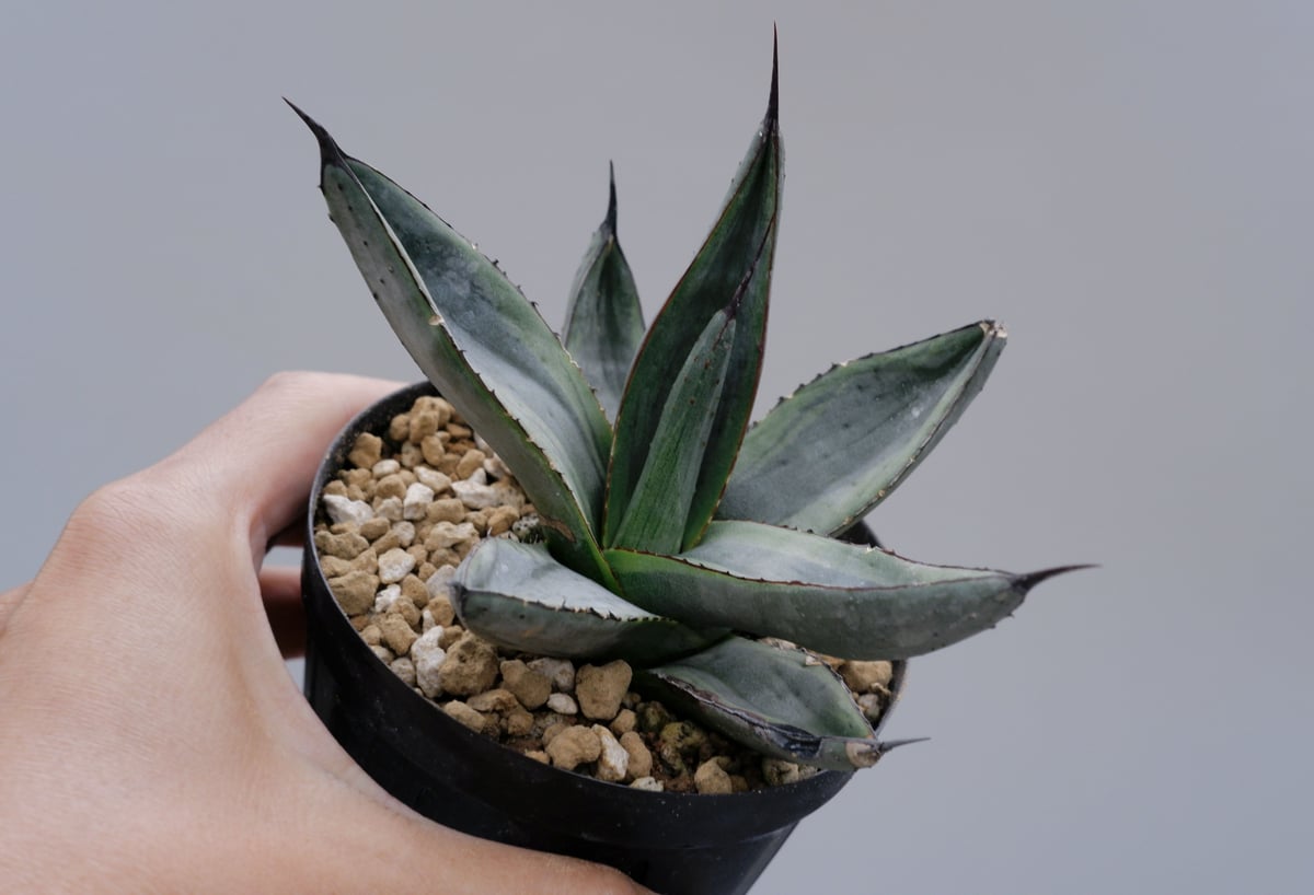 アガベ シャークバイト　親株　◇ 写真現品　シャークスキン アガベ シャークバイト001 Agave Sharkbite | Sunny Branch