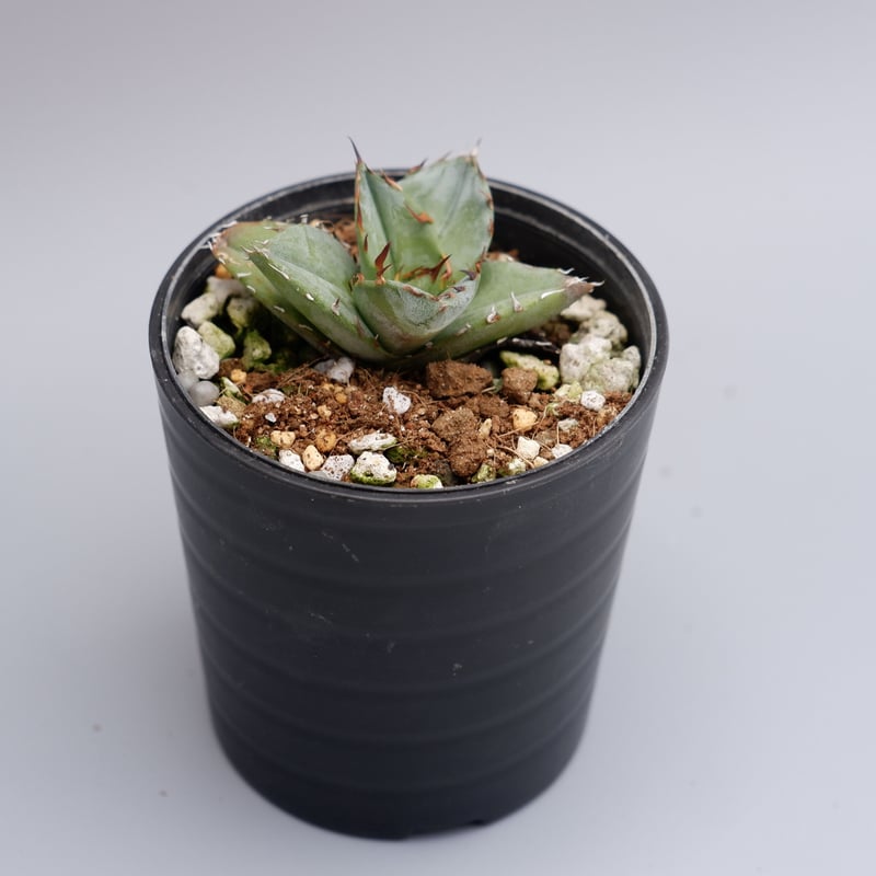 アガベ オテロイ 実生株 Agave oteroi seeding 024 | Sunny アガベ オテロイ 実生株 Agave oteroi seeding 024 | Sunny