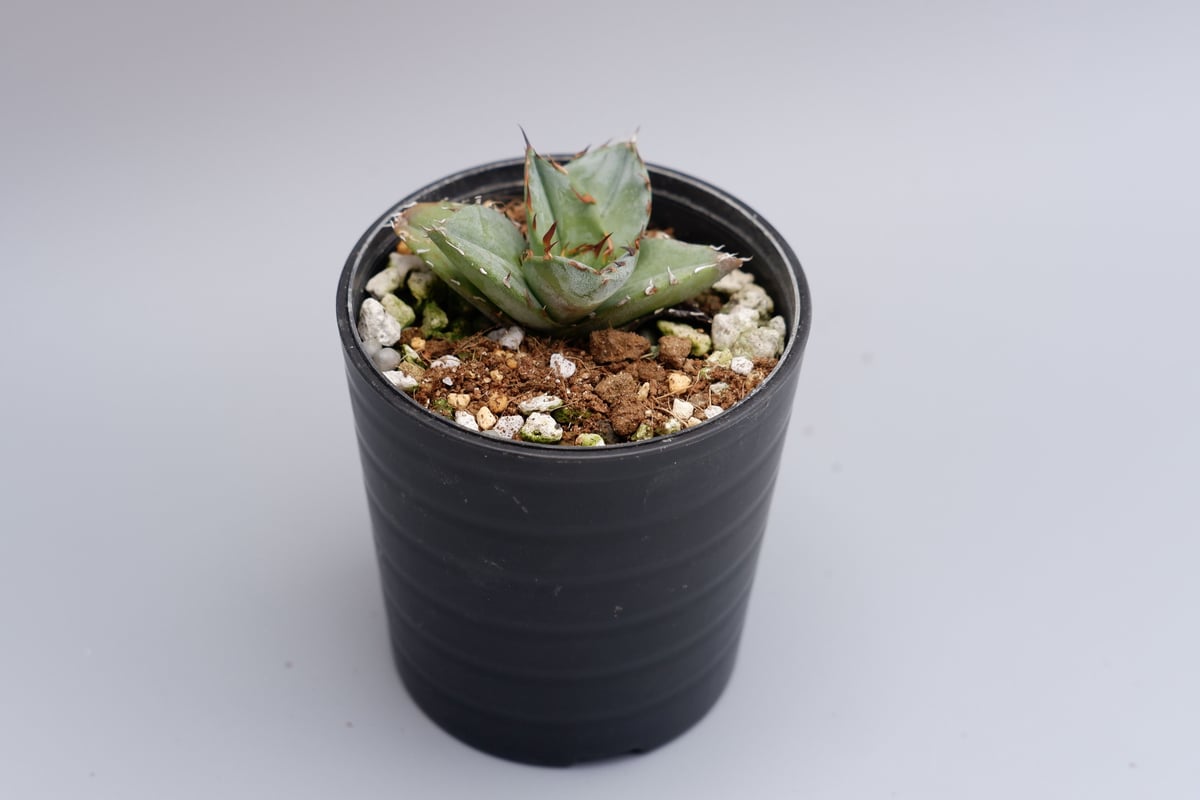 アガベ オテロイ 実生株 Agave oteroi seeding 024 | Sunny アガベ オテロイ 実生株 Agave oteroi seeding 024 | Sunny