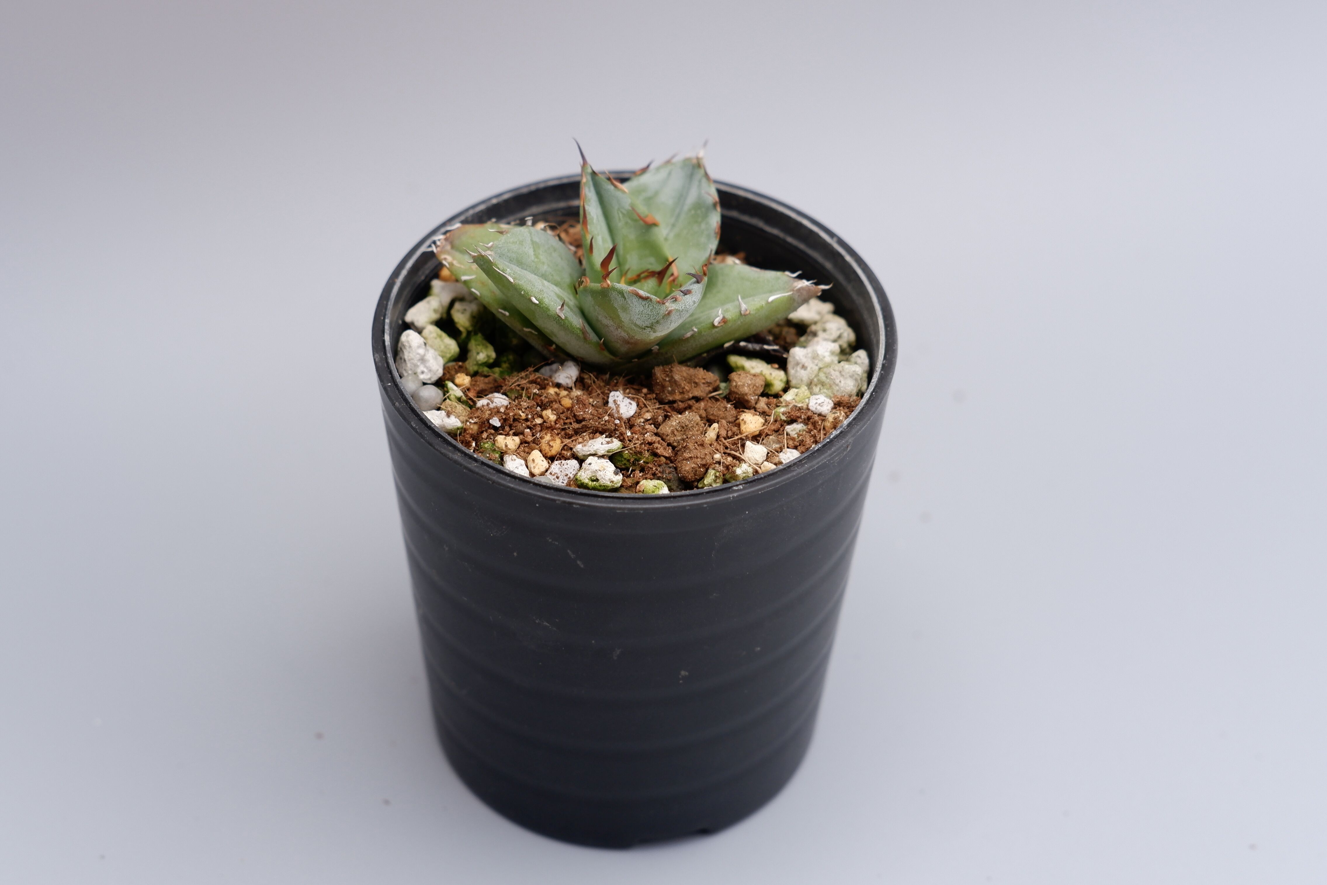 アガベ オテロイ 実生株 Agave oteroi seeding 024 | Sunny