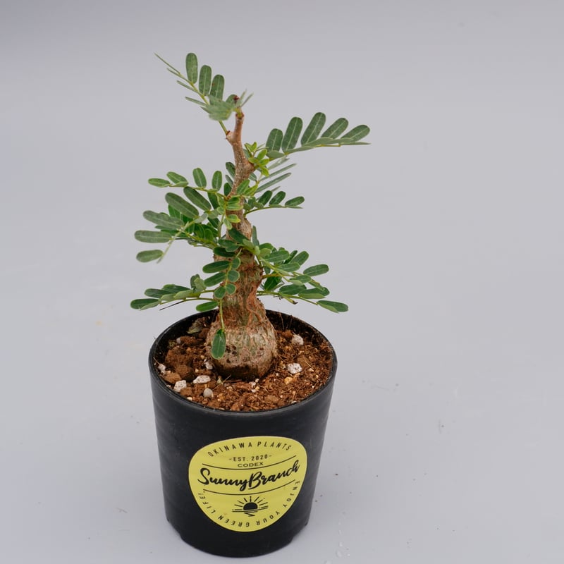 センナ メリディオナリス 実生株 Senna meridionalis 001 | Sunny