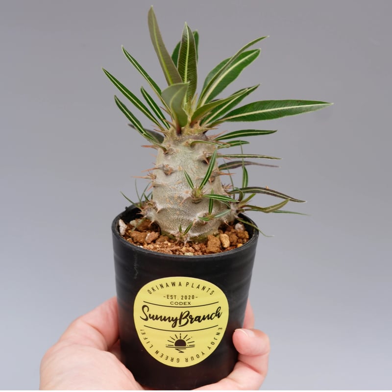 パキポディウム カクチペス 実生株 009 Pachypodium cactipes | Su