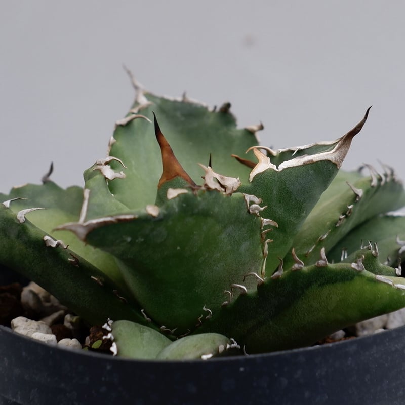 アガベ チタノタ ソーラーエクリプス 夕映 agave titanota Solar