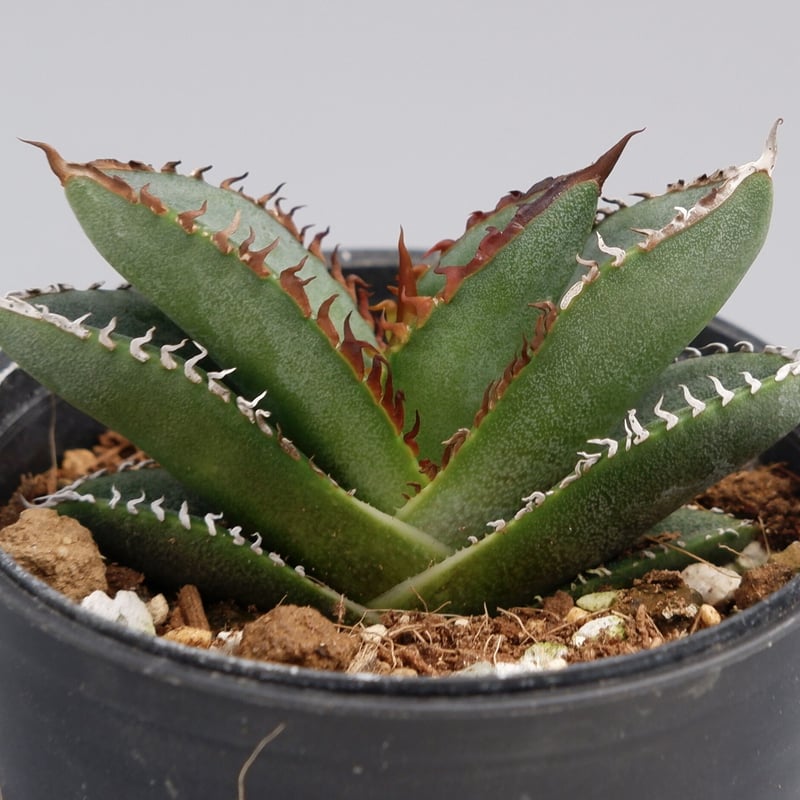 アガベ オテロイ 実生株 Agave oteroi seeding 037 | Sunny