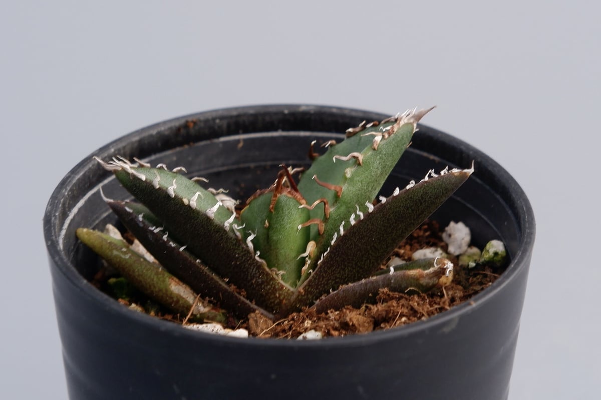 アガベ チタノタ シーザー Agave titanota caesar 040 | Sunny