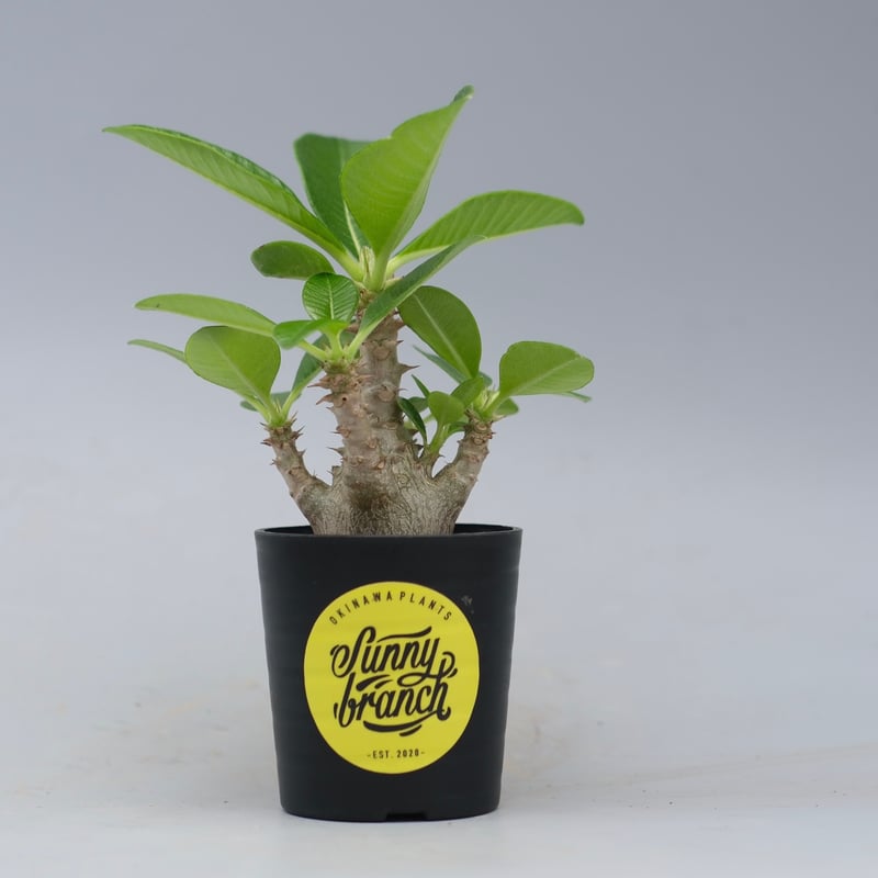 パキポディウム ウィンゾリー パキポディウム ウィンゾリー 実生株 054 Pachypodium windsorii