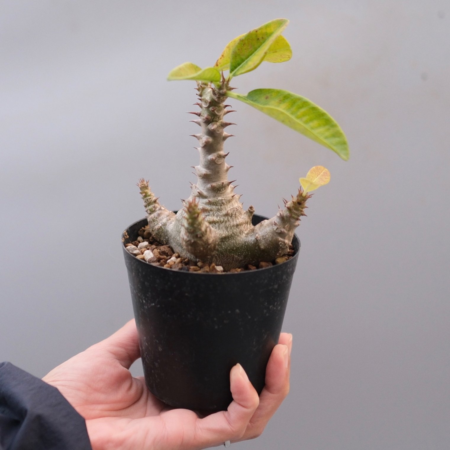 パキポディウム ウィンゾリー 実生株 122 Pachypodium windsorii |