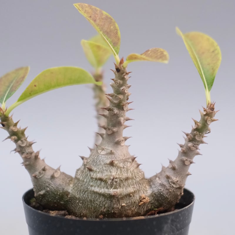 パキポディウム ウィンゾリー 実生株 124 Pachypodium windsorii |