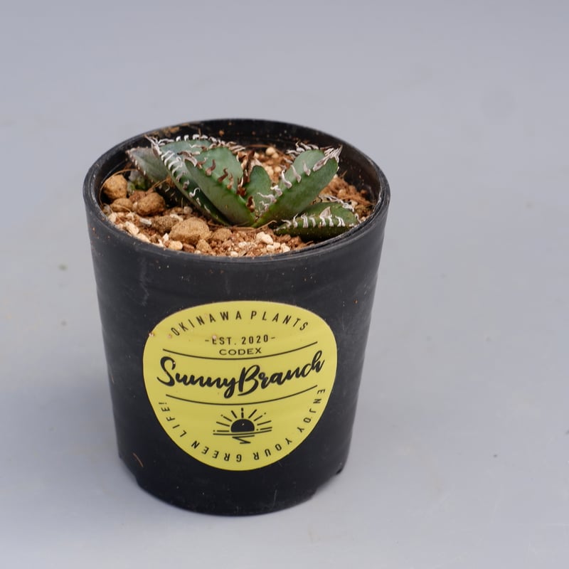 アガベ オテロイ 実生株 Agave oteroi seeding 085 | Sunny