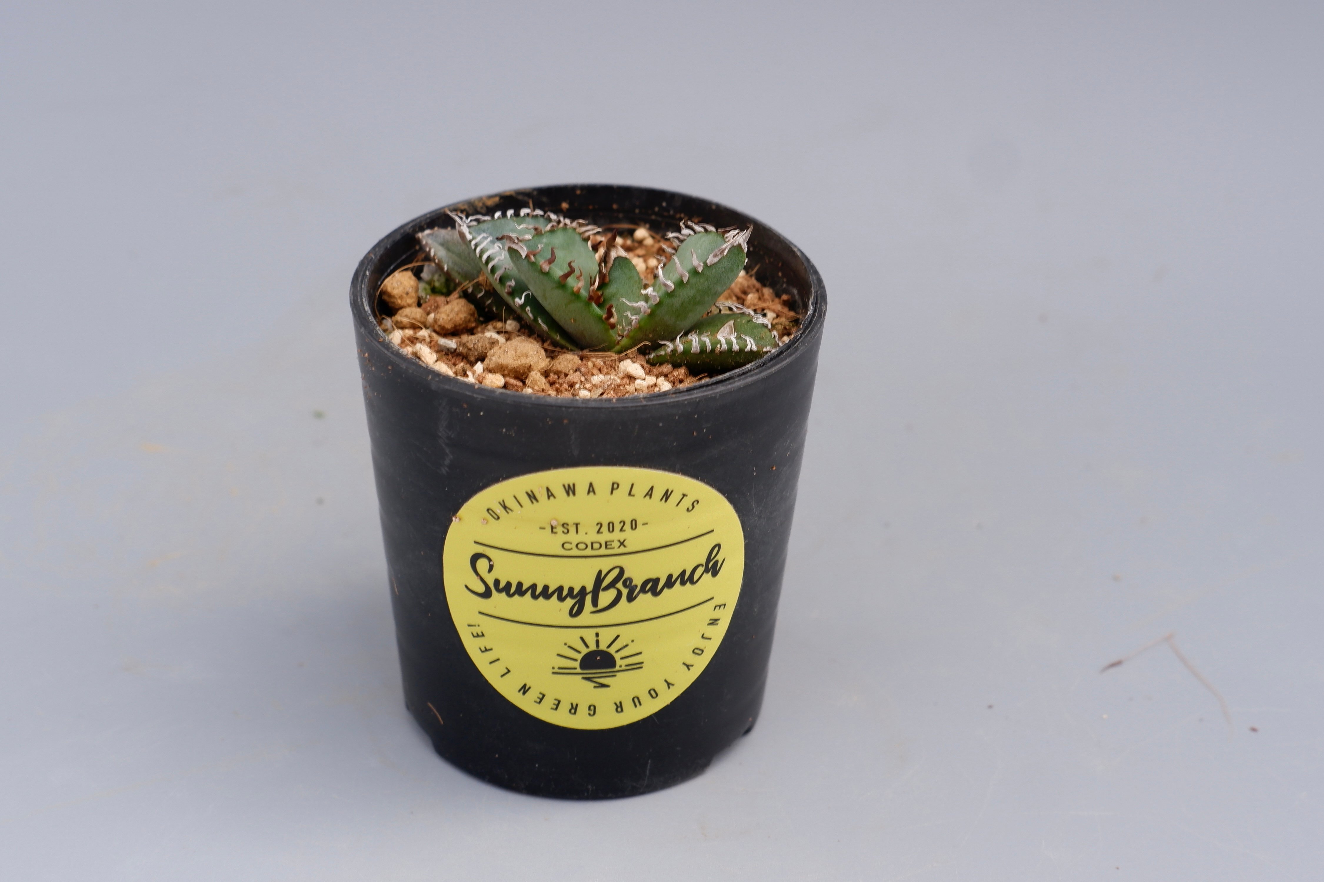アガベ オテロイ 実生株 Agave oteroi seeding 085 | Sunny