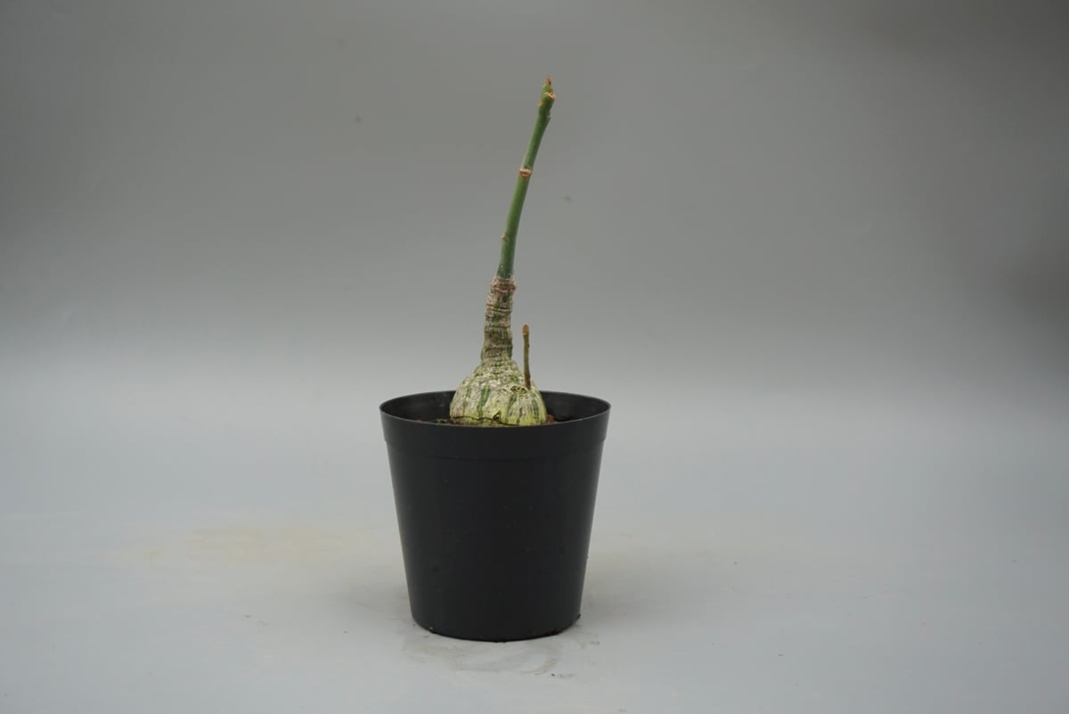 まんまる型 プセウド ボンバックス 048 Pseudobombax ellipticum