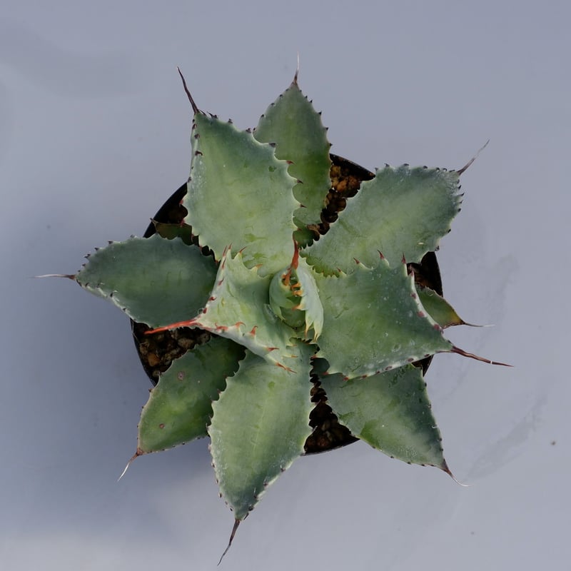 アガベ ポタトラム スポーン003 Agave Potatorum 'SPAWN' | Sun アガベ ポタトラム スポーン003 Agave Potatorum 'SPAWN' | Sun