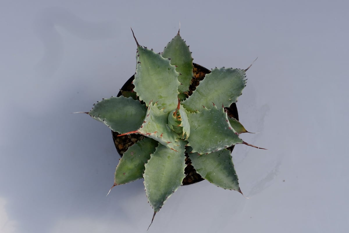 アガベ ポタトラム スポーン003 Agave Potatorum 'SPAWN' | Sun