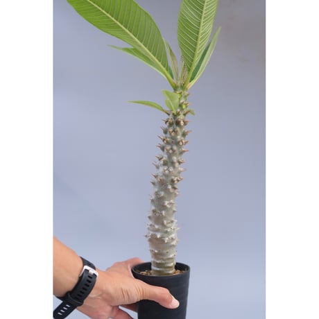 パキポディウム　バロニー×ウィンゾリー　国内実生 パキポディウム バロニー×ウィンゾリー 国内実生 パキポディウム