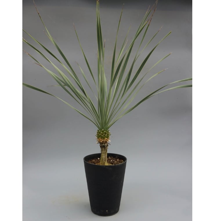 【SALE❗️】ユッカロスタラータとリギダセット ユッカ ロストラータ 実生株 Yucca Rostrata 006 | Sunny Branch