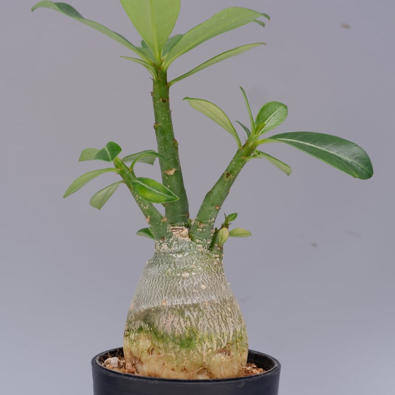 アデニウム ソマレンセ 実生株 Adenium somalense 003 | Sunny B