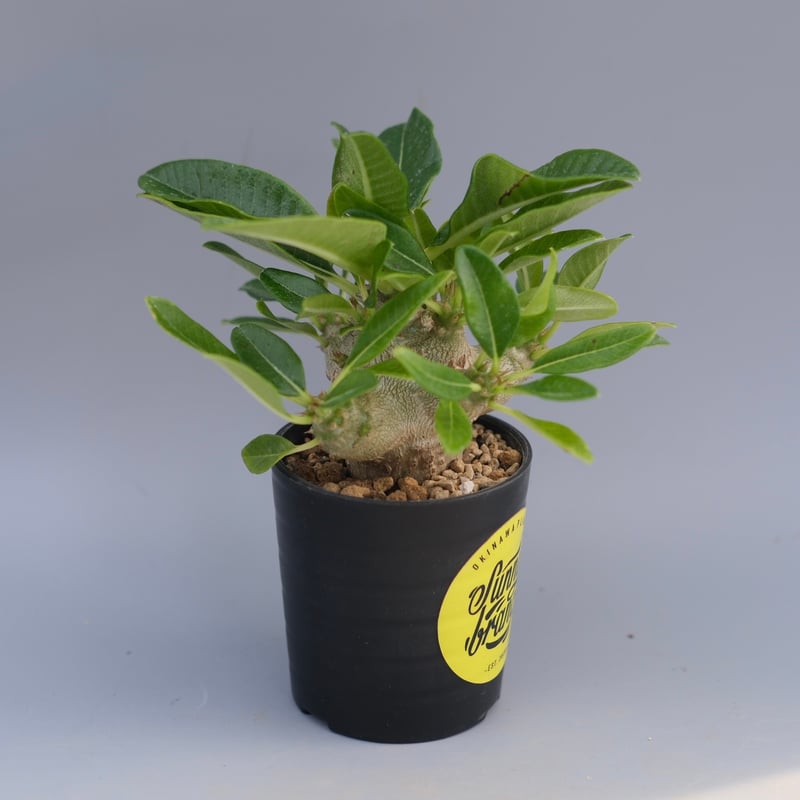 パキポディウム ウィンゾリー 実生株 094 Pachypodium windsorii |