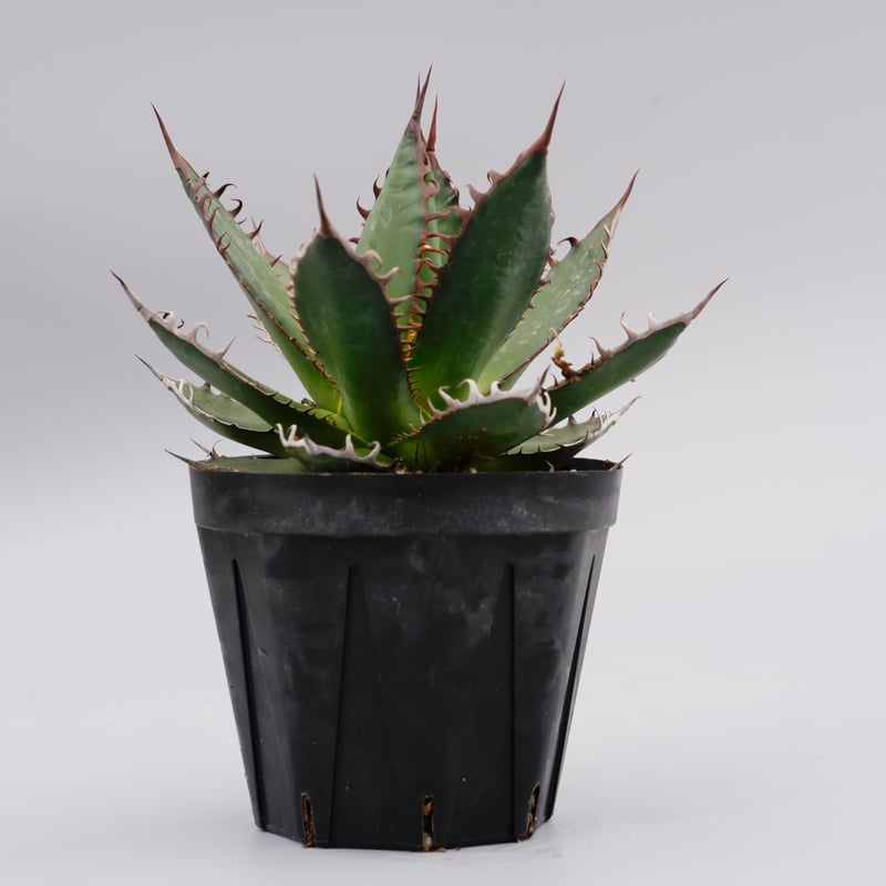 アガベ ホリダ 035 Agave horrida 強棘 | Sunny Branch
