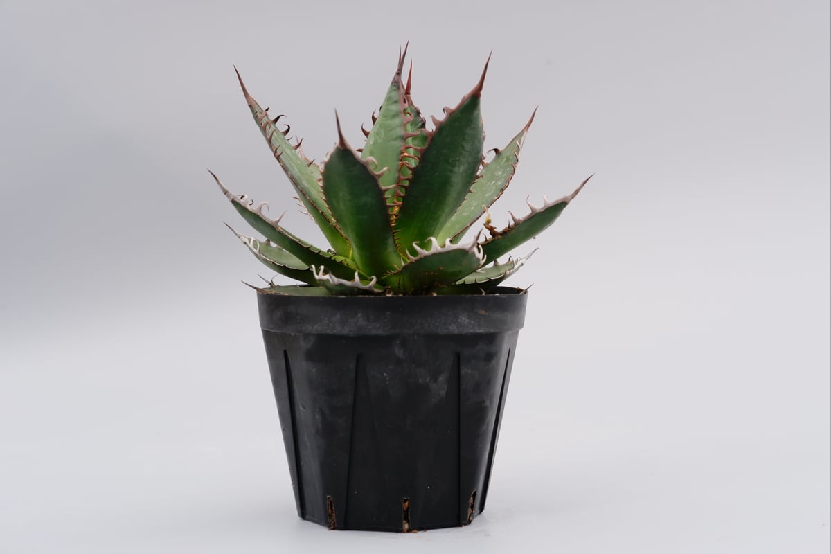 アガベ ホリダ 035 Agave horrida 強棘 | Sunny Branch