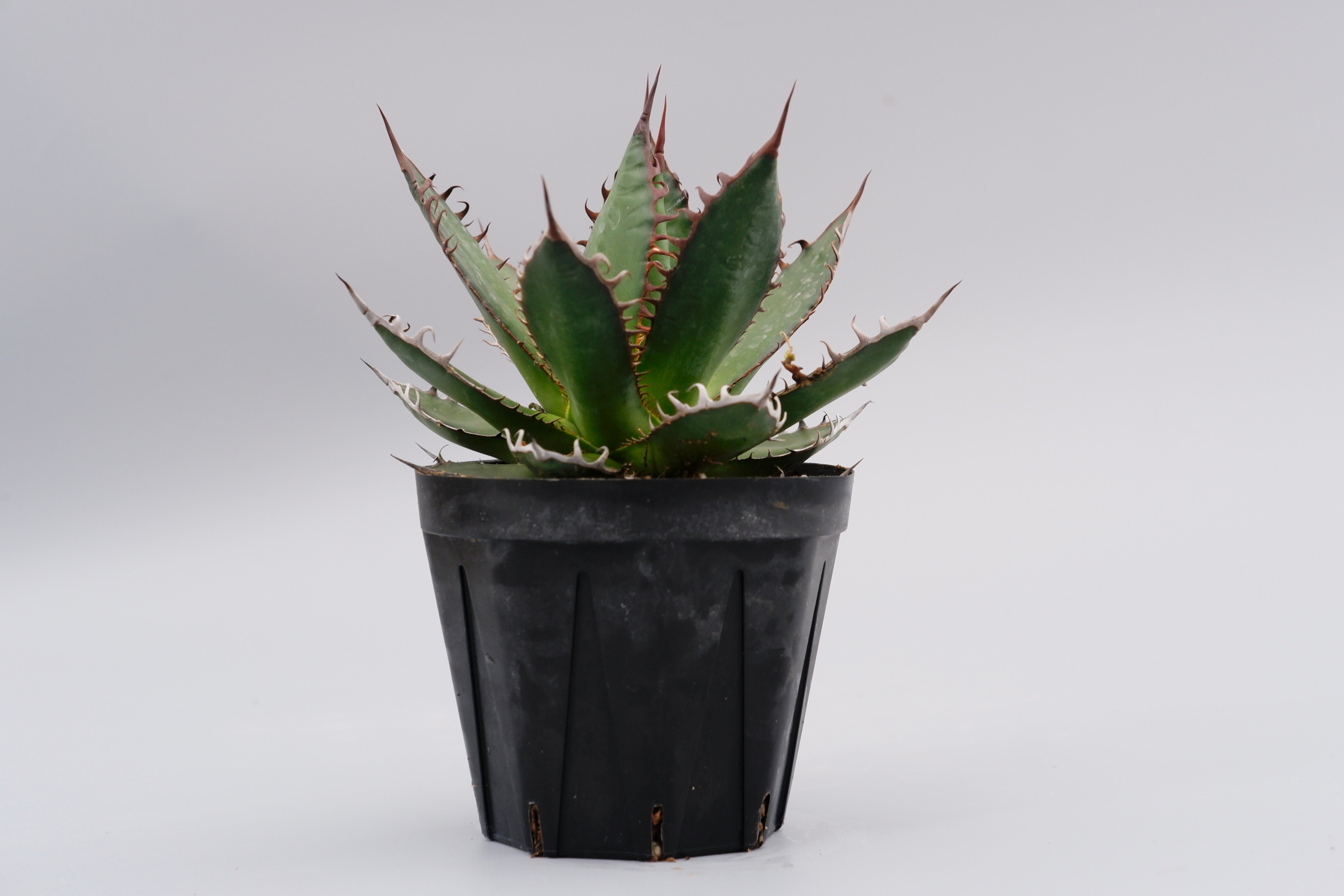 アガベ ホリダ 035 Agave horrida 強棘 | Sunny Branch