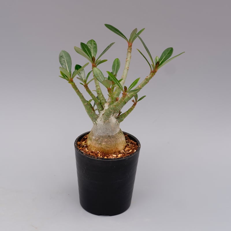 アデニウム ソマレンセ 実生株 Adenium somalense 001 | Sunny