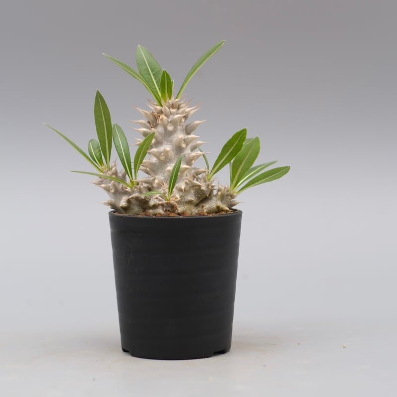 パキポディウム ホロンベンセ 実生株 004 Pachypodium horombense |