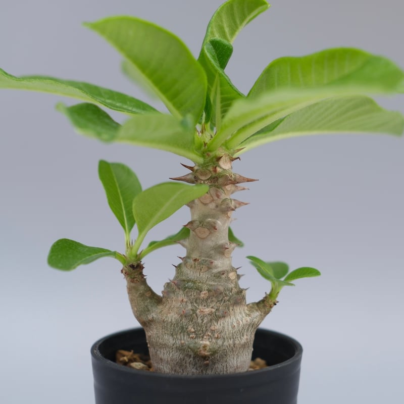 パキポディウム ウィンゾリー 実生株 057 Pachypodium windsorii