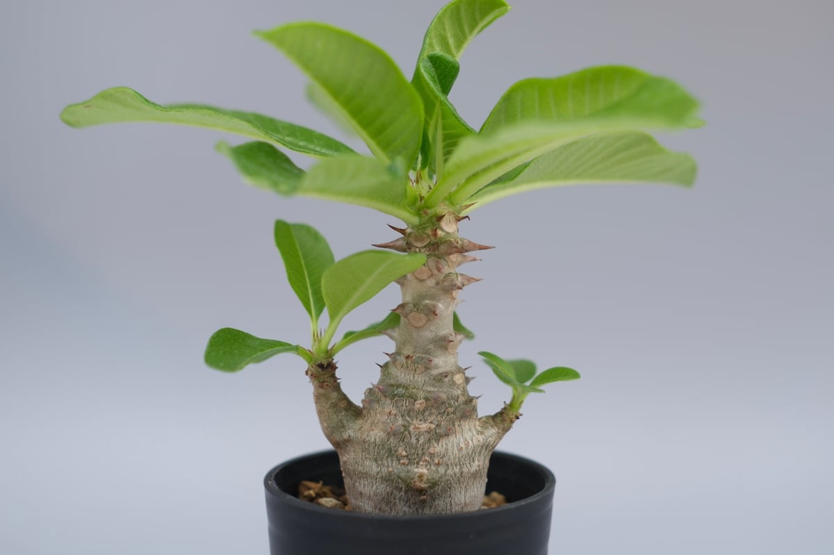 パキポディウム ウィンゾリー 実生株 057 Pachypodium windsorii |
