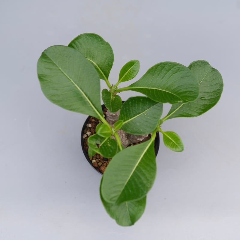 パキポディウム ウィンゾリー 実生株 045 Pachypodium windsorii |