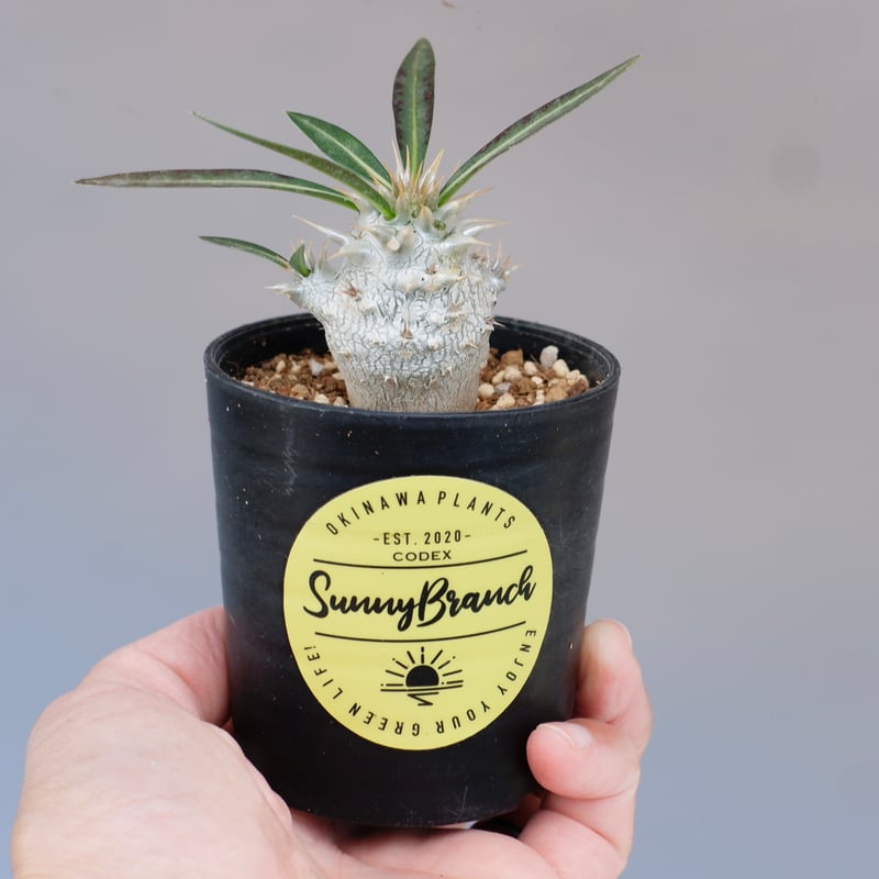 パキポディウム ホロンベンセ 実生株 002 Pachypodium
