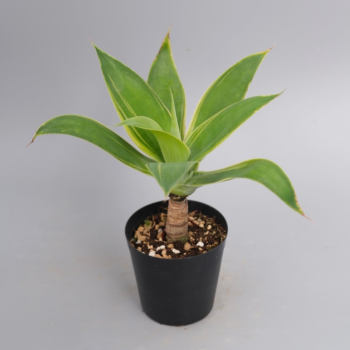 斑入り】アガべ アテナータ Agave attenuata 'Variegata' 004