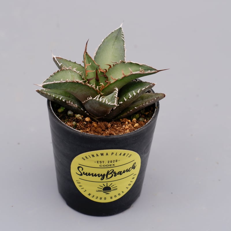 AGAVE OTEROI 2024 実生　選抜株 アガベ オテロイ 実生 agave oteroi seeding – BARBAS Plants Lab.