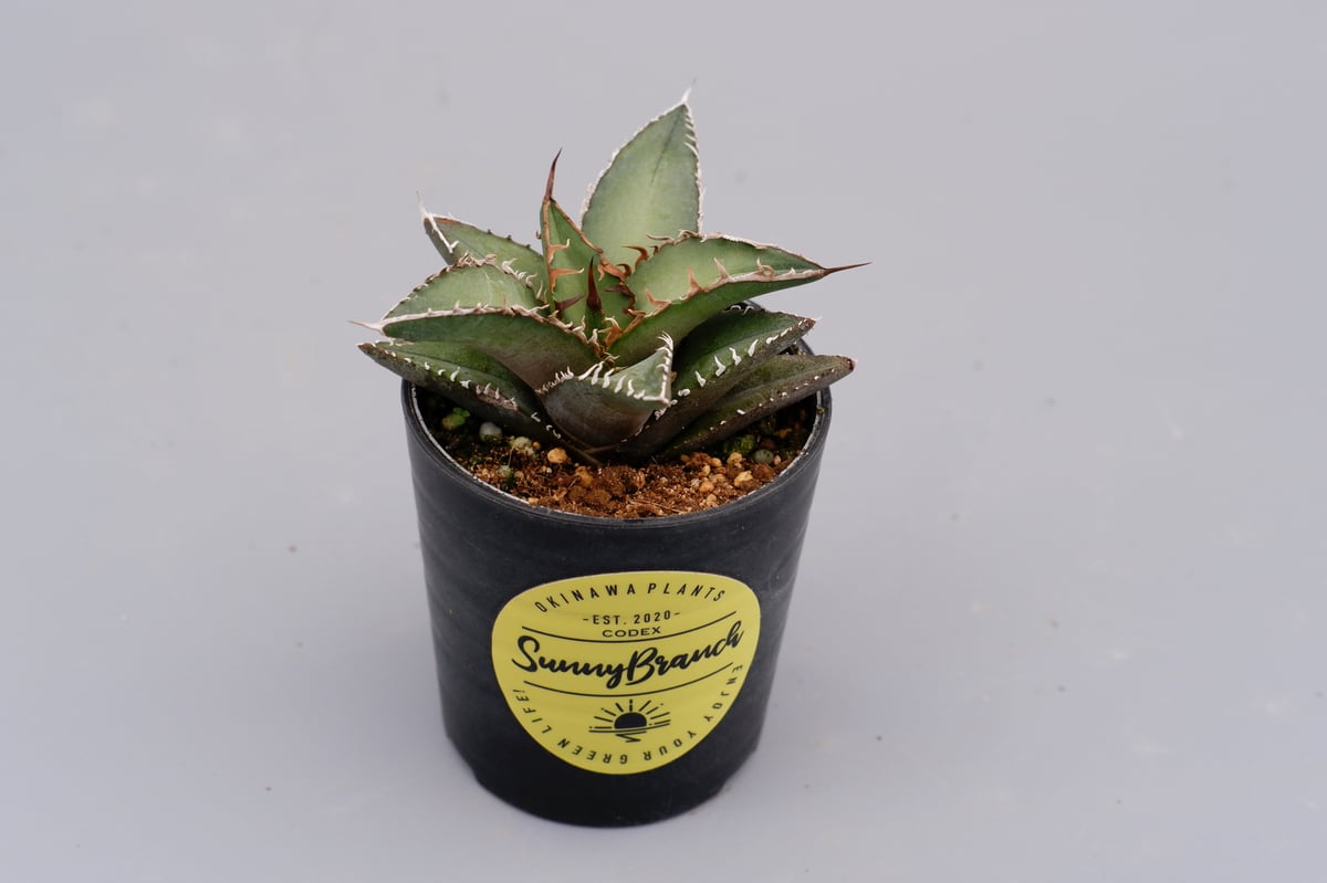 アガベ オテロイ 実生株 Agave oteroi seeding 059 | Sunny