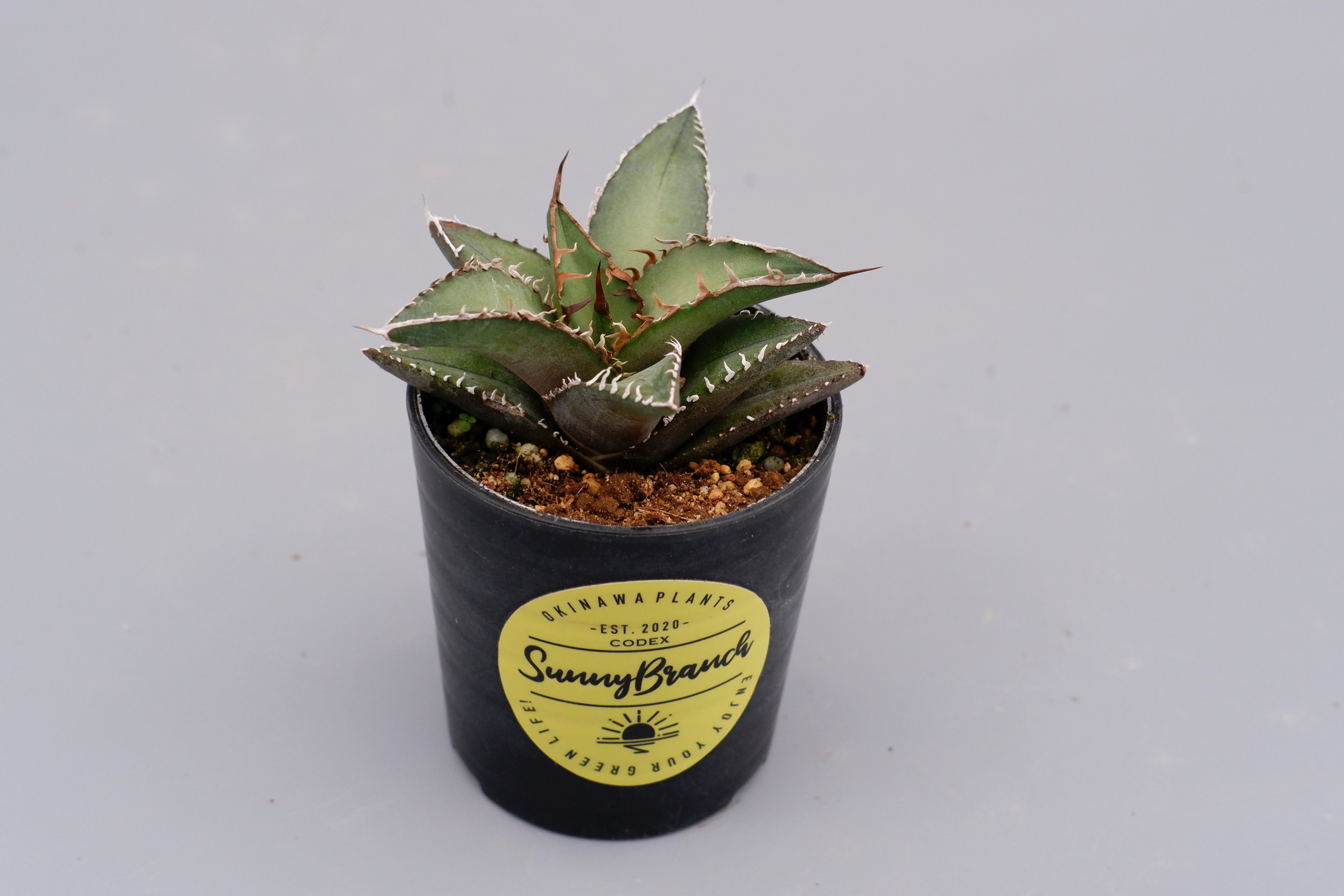 アガベ オテロイ 実生株 Agave oteroi seeding 059 | Sunny