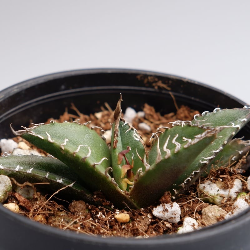 アガベ　シーザー アガベ・チタノタ シーザー（凱撒）中-019｜agave titanota caesar |