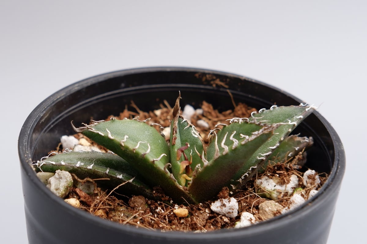 アガベ チタノタ シーザー Agave titanota caesar 011 | Sunny