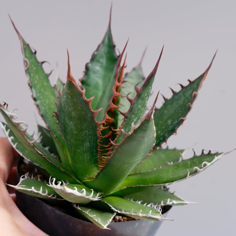 アガベ ホリダ 033 Agave horrida 強棘 | Sunny Branch